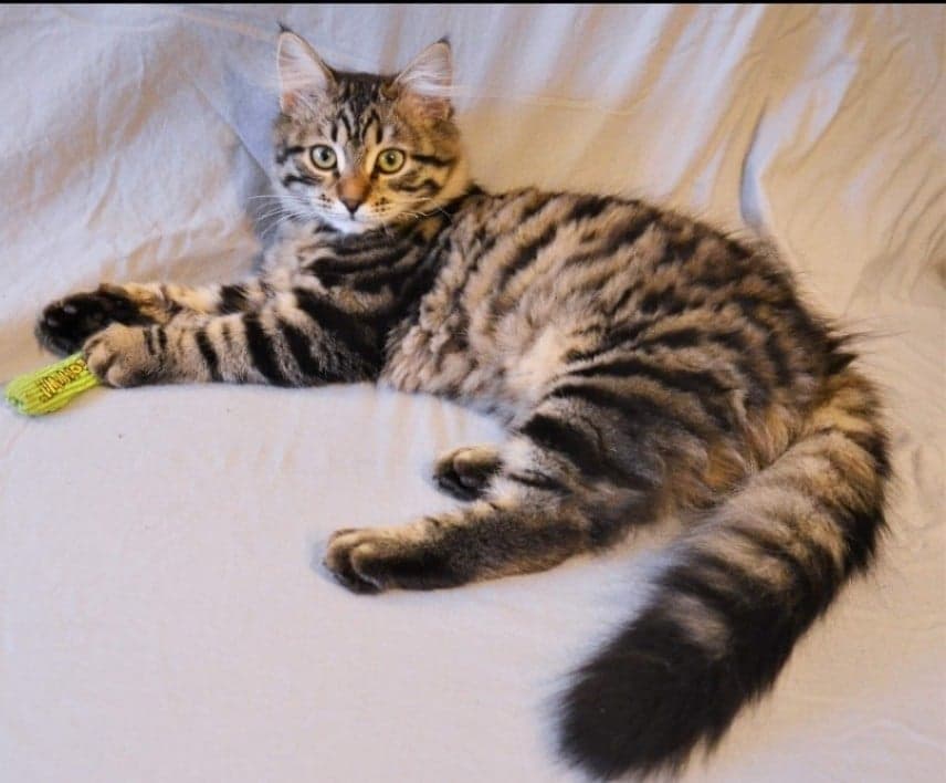 Sibirisk katt Gabriel
